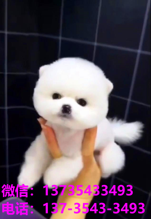 厦门犬舍出售纯种俊介犬茶杯犬袖珍狗宠物狗市