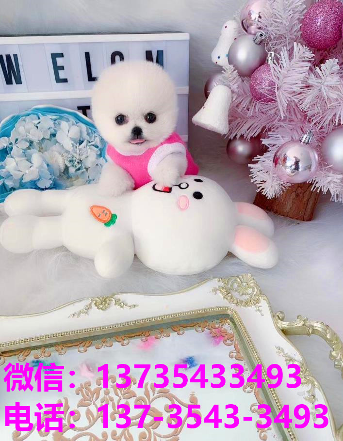 纯种俊介茶杯狗袖珍犬出售 济南宠物狗犬舍哪里有狗市场买狗卖狗网上哪里有宠物领养
