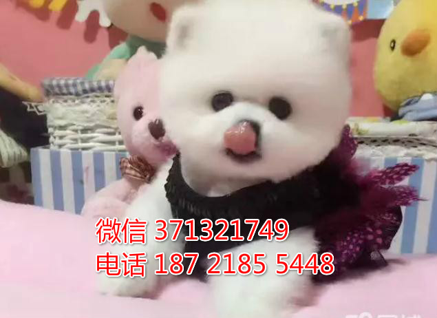 杭州宠物俊介犬纯种幼犬出售 杭州狗场在哪里