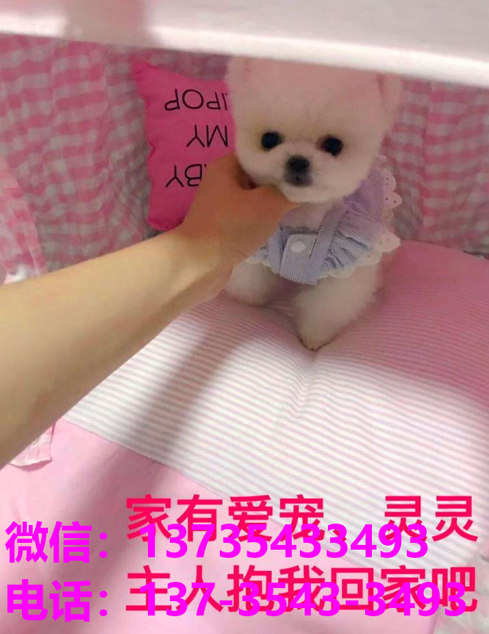 苏州犬舍 出售纯种俊介犬袖珍犬茶杯狗哪里有宠物狗市场领养