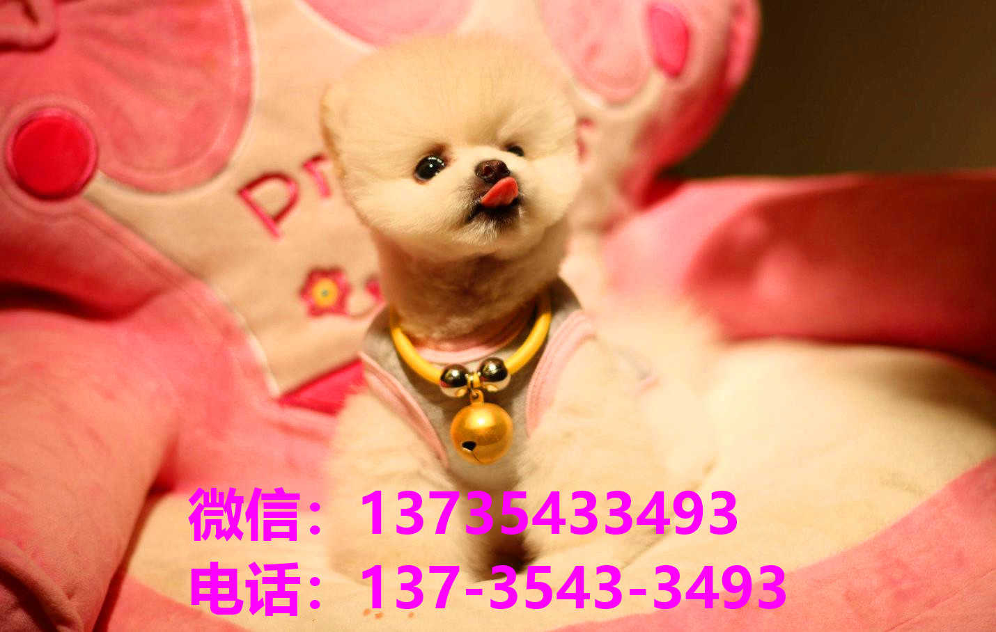 纯种俊介犬正宗茶杯狗杭州宠物狗犬舍宠物狗市场在哪里买活体狗