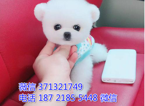 苏州宠物 茶杯犬俊介犬出售纯种幼犬 苏州犬舍子哪里 特价狗狗