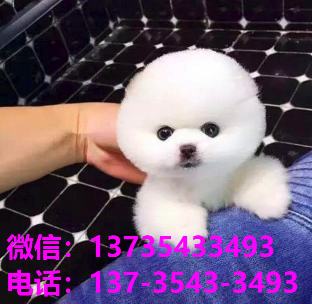 纯种俊介犬正宗茶杯狗广州宠物狗犬舍宠物狗市