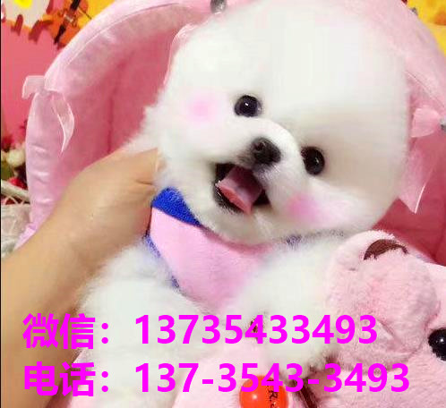 纯种俊介犬正宗茶杯狗天津宠物狗犬舍宠物狗市场在哪里买活体狗