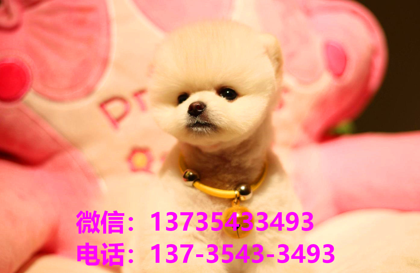 纯种俊介犬正宗茶杯狗南京宠物狗犬舍宠物狗市场在哪里买活体狗