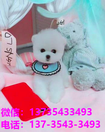 正宗俊介犬 南京犬舍出售纯种活体宠物狗领养 狗市场在哪卖狗买狗宠物网