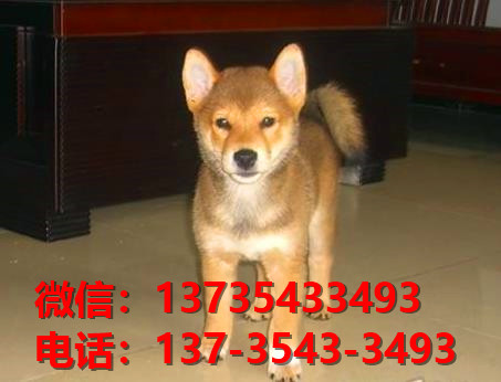 纯种柴犬出售济南犬舍宠物狗市场在哪里卖狗哪