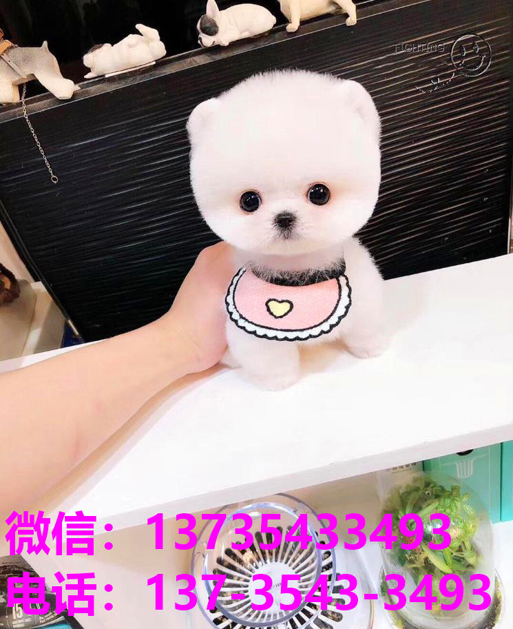 苏州宠物狗领养 纯种俊介犬茶杯狗袖珍犬 狗市场在哪买狗卖狗犬舍哪里有狗狗