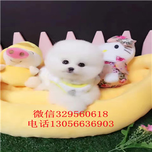 南京出售纯种俊介犬 白色俊介多少钱  黄色俊