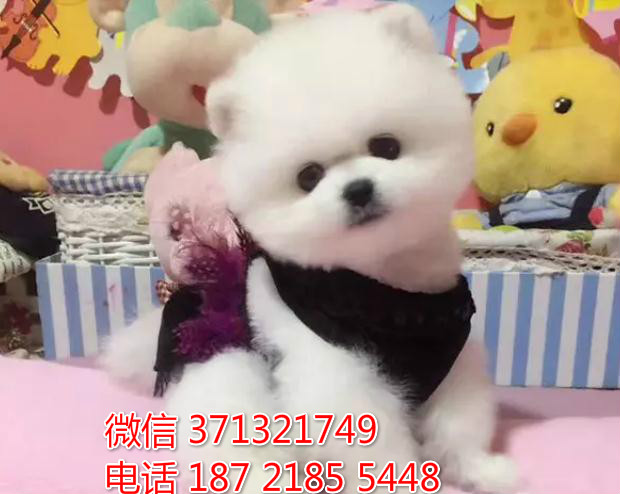 重庆特惠 俊介犬出售纯种幼犬 重庆犬舍宠物狗