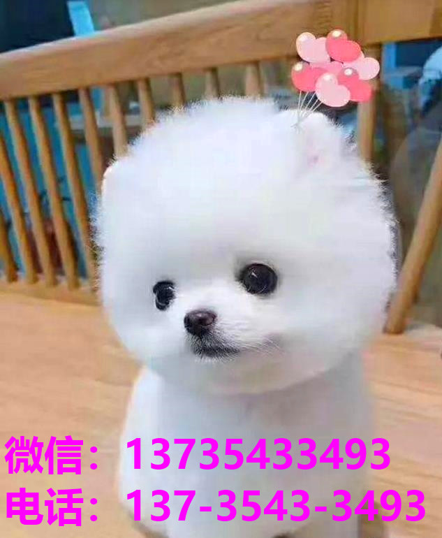 苏州宠物狗领养 纯种俊介犬茶杯狗袖珍犬 狗市场在哪买狗卖狗犬舍哪里有狗狗