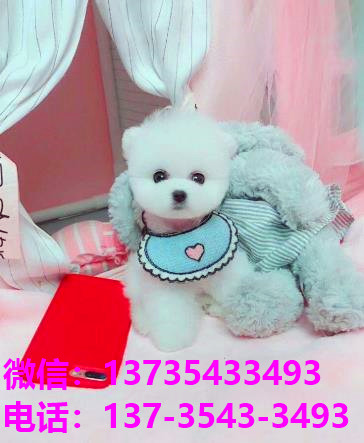 杭州犬舍出售纯种俊介犬袖珍犬茶杯狗 活体宠物狗市场在哪里买狗卖狗领养
