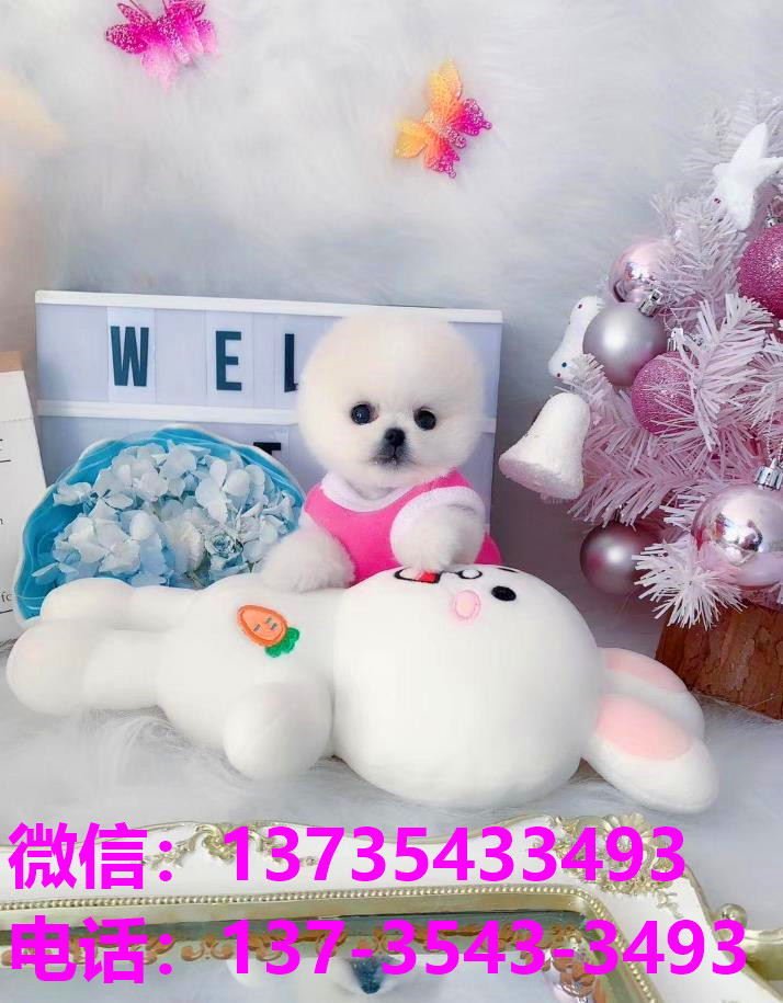 纯种俊介茶杯狗袖珍犬出售 济南宠物狗犬舍哪里有狗市场买狗卖狗网上哪里有宠物领养