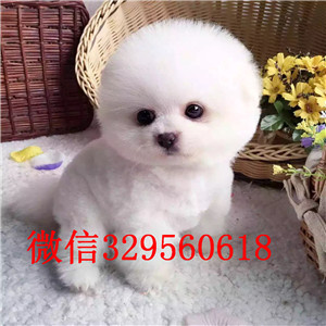 武汉出售纯种俊介犬  白色俊介犬多少钱一只  