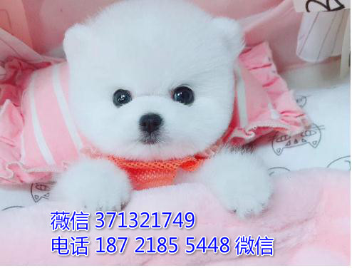 苏州宠物 茶杯犬俊介犬出售纯种幼犬 苏州犬舍