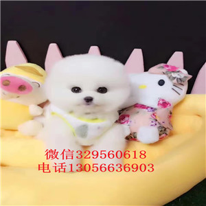 南京出售纯种俊介犬 白色俊介多少钱  黄色俊介犬价格