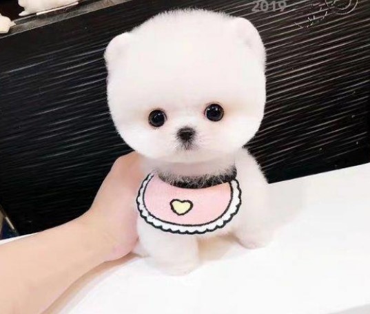 纯种俊介茶杯狗袖珍犬出售 武汉宠物狗犬舍领