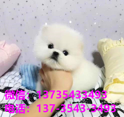 太原犬舍 宠物狗市场在哪卖狗地方买狗俊介袖珍犬