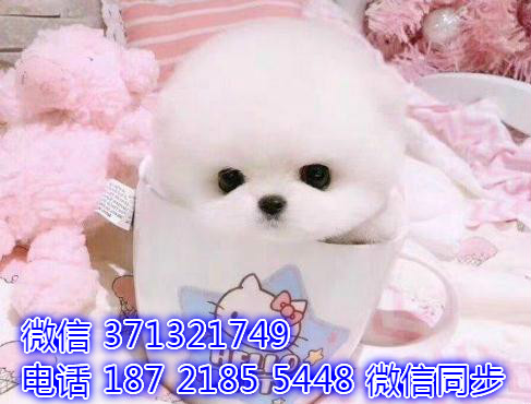 特价博美出售纯种幼犬 专业繁殖专业发货 可上门看卮