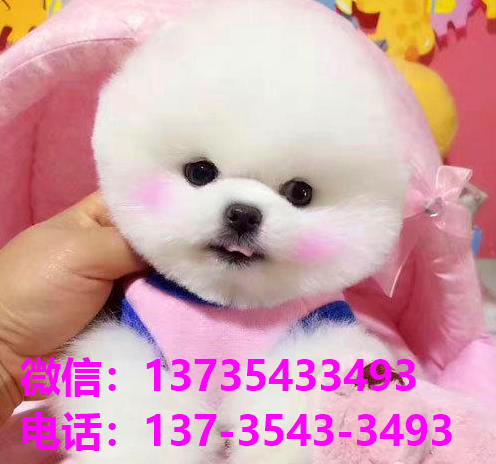 天津犬舍 宠物狗市场在哪卖狗地方买狗俊介袖珍犬