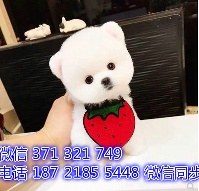 宠物狗狗俊介全国可以发货 犬舍繁殖 包健康徘