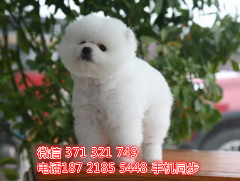  特惠松狮纯种幼犬出售 支持上门支持空运汽运峡