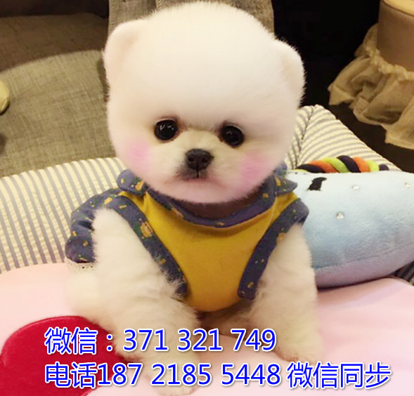 全国特惠博美纯种幼犬 支持上门 支持空运汽运 包健康炮