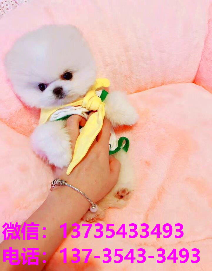 太原犬舍 宠物狗市场在哪卖狗地方买狗俊介袖珍犬