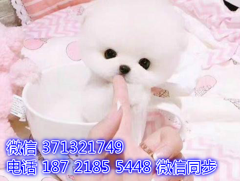 特价博美出售纯种幼犬 专业繁殖专业发货 可上门看释