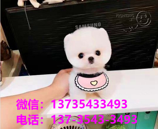 ?？谌?宠物狗市场在哪卖狗地方买狗俊介袖珍犬