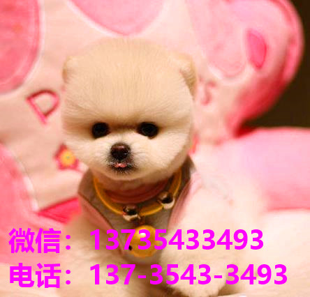 杭州犬舍 宠物狗市场在哪卖狗地方买狗俊介袖