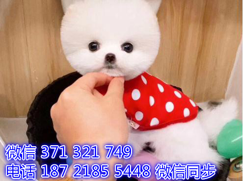 宠物狗狗俊介全国可以发货 犬舍繁殖 包健康赡