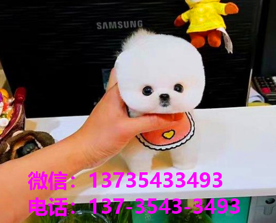 ?？谌?宠物狗市场在哪卖狗地方买狗俊介袖珍犬