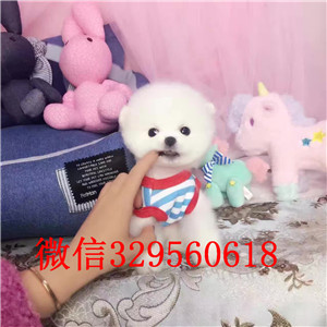  苏州哪里能买到俊介犬俊介犬价格多少小体俊介犬俊介犬出售