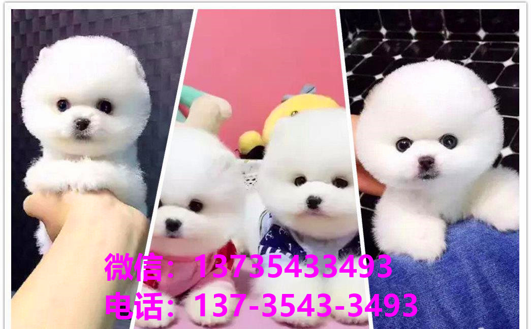 太原犬舍 宠物狗市场在哪卖狗地方买狗俊介袖珍犬