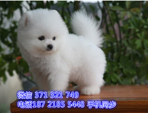  特惠松狮纯种幼犬出售 支持上门支持空运汽运刚