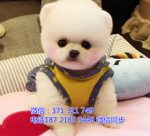 全国特惠博美纯种幼犬 支持上门 支持空运汽运 包健康巴