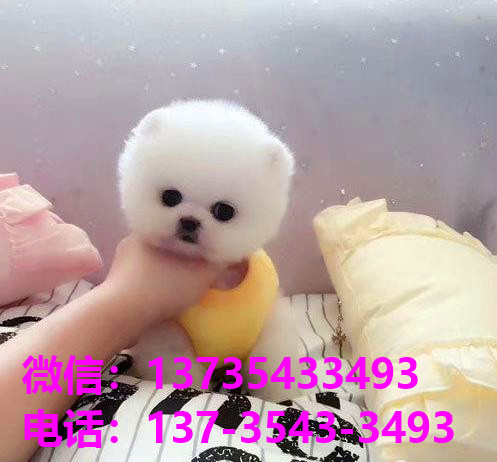 太原犬舍 宠物狗市场在哪卖狗地方买狗俊介袖