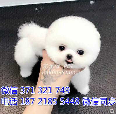 犬舍直销，哪里有宠物俊介犬，精品小型中型大型犬狗狗纳