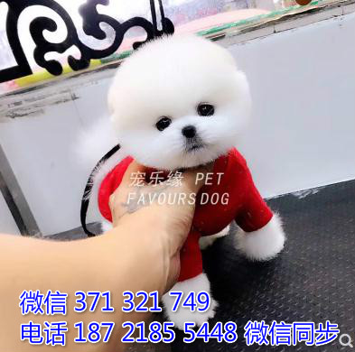 犬舍直销，哪里有宠物俊介犬，精品小型中型大型犬狗狗蒲