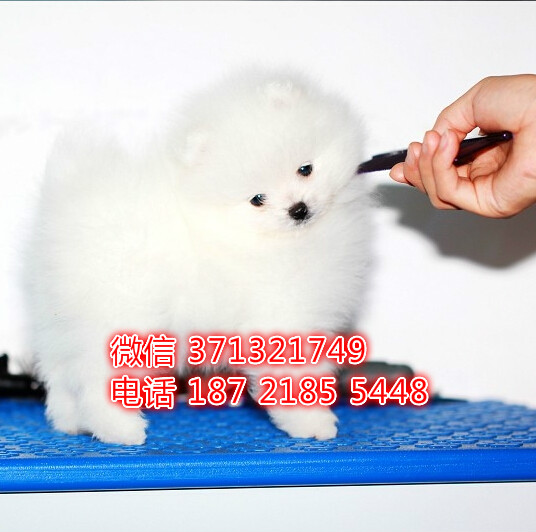 俊介博美出售 宠物狗狗  宠物市场 狗狗图片 买卖狗狗诶