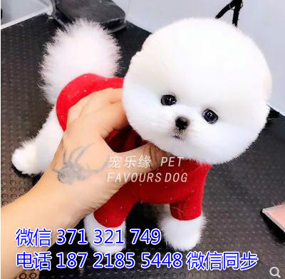 犬舍直销，哪里有宠物俊介犬，精品小型中型大型犬