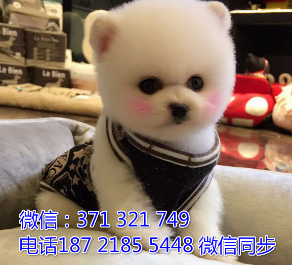 宠物市场 哪里有宠物大白熊，精品小型中型大型