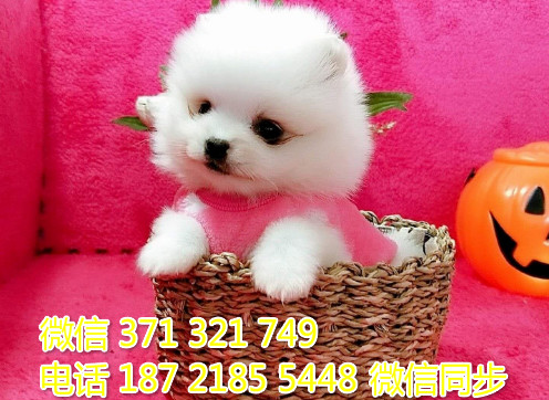 俊介纯种幼犬出售，犬舍直销俊介 犬舍狗场宠物狗诿