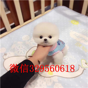  漯河出售纯种白色俊介犬俊介犬长大多重俊介