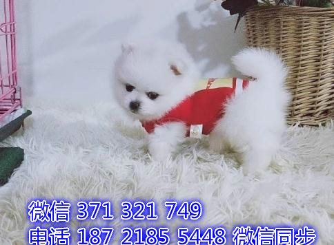 博美宠物买卖 宠物市场 宠物狗狗图片宠物网 局