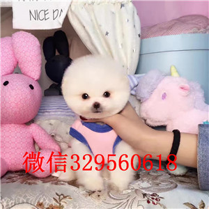  湘潭出售纯种白色俊介犬俊介造型多少钱黄色