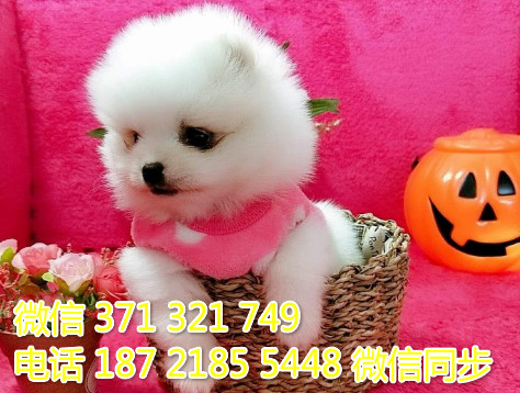 俊介纯种幼犬出售，犬舍直销俊介 犬舍狗场宠物狗辆