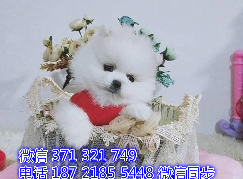 博美宠物买卖 宠物市场 宠物狗狗图片宠物网 奥