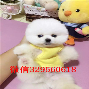  南昌哪里能买到俊介犬俊介犬价格多少小体俊